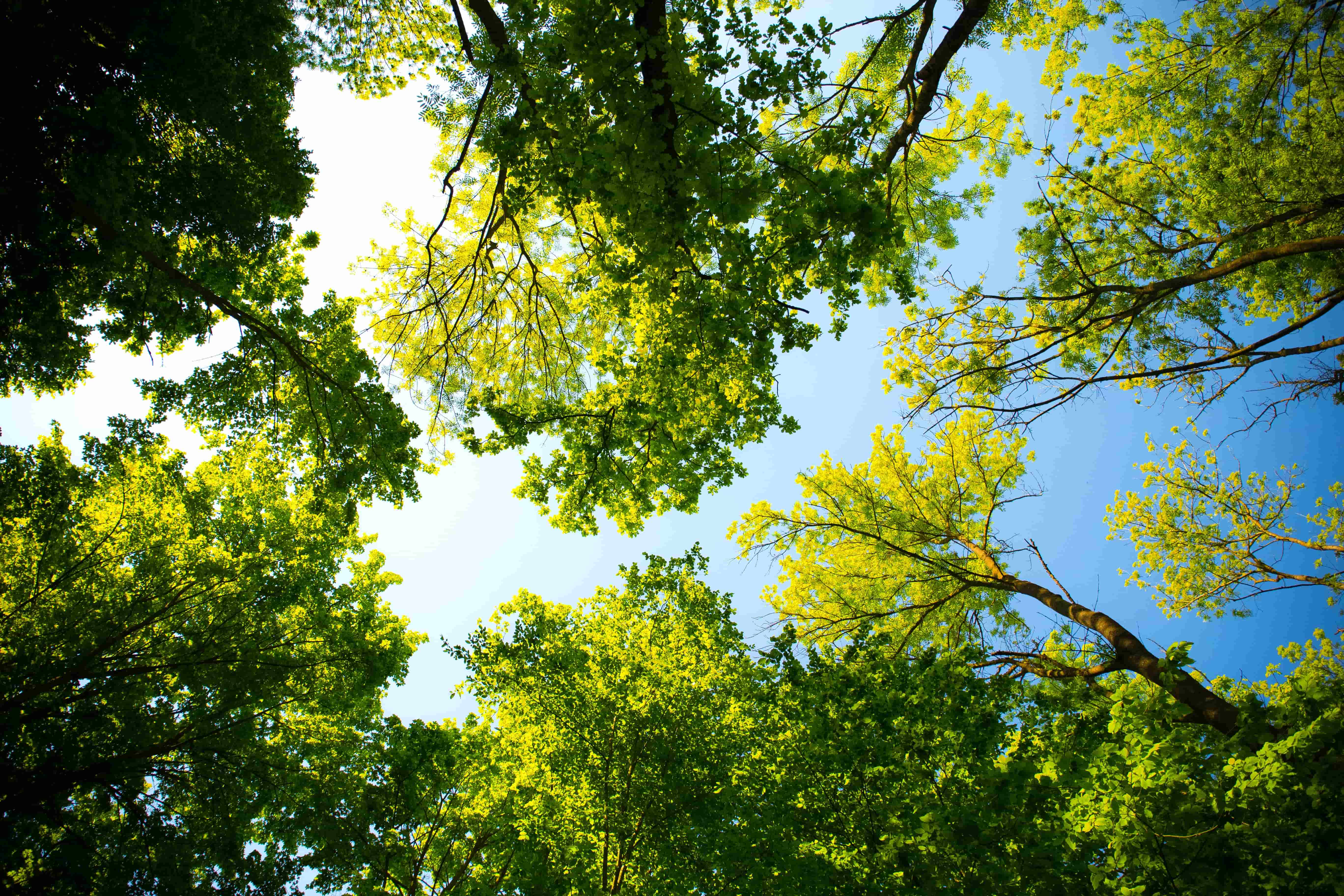 forest